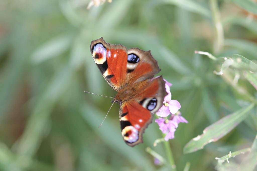 ecologisch onderzoek & advies