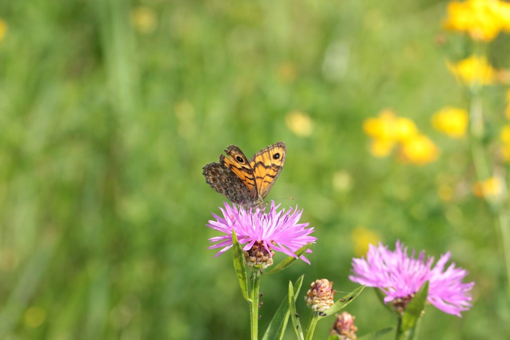 ecologisch onderzoek & advies